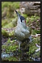 Groene Specht, European Green Woodpecker, Picus viridis Location: Twente. the Netherlands Groene Specht MG 2327 kopie